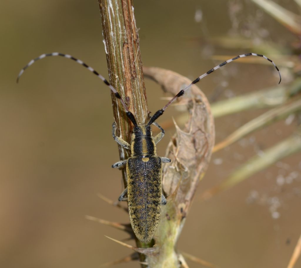 Cerambycidae: Agapanthia? Sì, Agapanthia sicula malmerendii